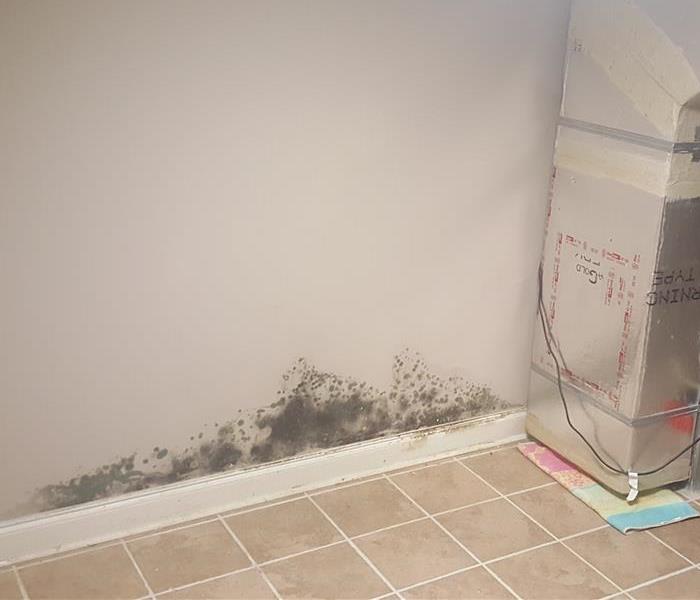 Mold in a Thomasville home